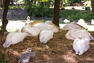 Pelicans resting from a pond.