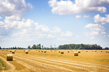 bales of mowed hay in the field