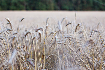 Ears of wheat.  golden wheat field and sunny day
