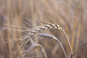 Ears of wheat.  golden wheat field and sunny day
