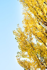 tree with autumn leaves