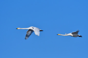 Singschwäne in der Oberlausitz