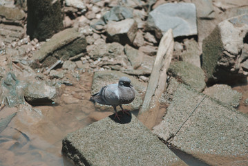 Dove perched on a rock beside a river in Thailand.