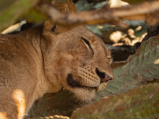 Tree Climbing Lion in Queen Elizabeth Park, Uganda
