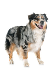 australian shepherd in studio