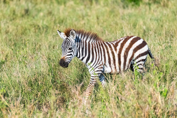 A baby zebra running in the savannah in the Serengeti park