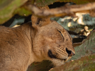 Tree Climbing Lion in Queen Elizabeth Park, Uganda
