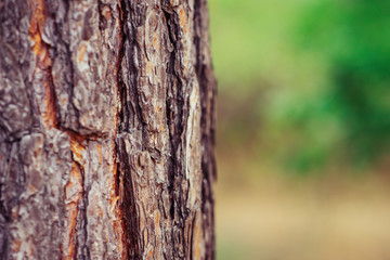tree bark texture forest background