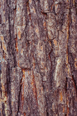 tree bark texture background