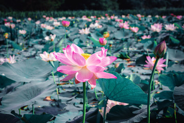 Lotus flower plants with green leaves
