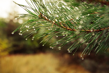 Naklejka na ściany i meble drops after rain on pine needles