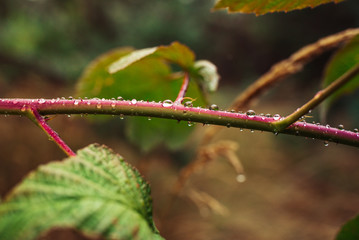 water drops on green leaf background