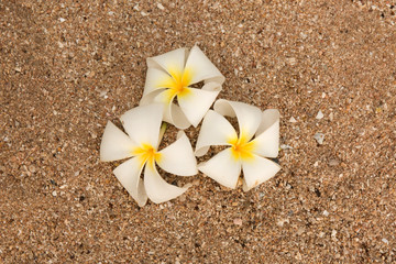 Frangipani flowers on sand background.