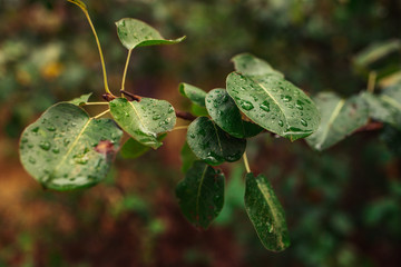 green leaf with water drops