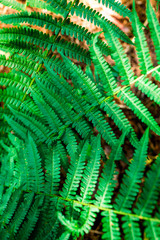 green leaf of fern natural eco background
