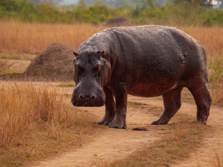 Hippopotamus in natural habitat, East Africa 