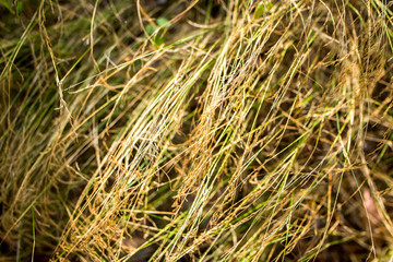 yellow dry grass background