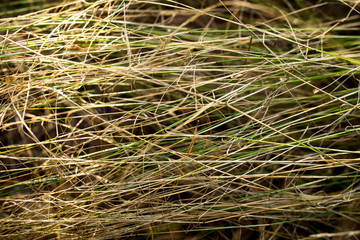 yellow dry grass background