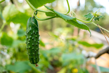 green cucumber in the garden