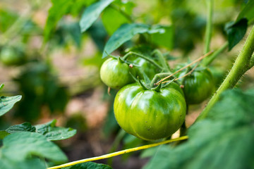 green tomatoes growing in the garden