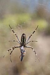 Yellow-black spider (Argiope bruennichi) hunting with prey closeup