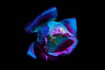 Obraz premium Tulip flower with water drops under Ultraviolet light on a black background. UV, fluorescent.
