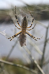 Yellow-black spider (Argiope bruennichi) hunting with prey closeup