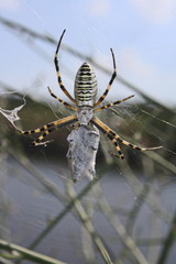 Yellow-black spider (Argiope bruennichi) hunting with prey closeup