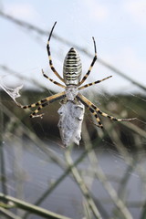 Yellow-black spider (Argiope bruennichi) hunting with prey closeup