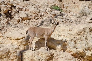 Dorcas gazelle or Ariel gazelle at desert mountains. Israel