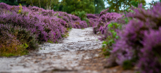 Obraz premium The Purple Heather on Dunwich Heath Suffolk UK