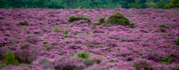 The Purple Heather on Dunwich Heath Suffolk UK