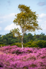 The Purple Heather on Dunwich Heath Suffolk UK