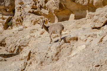 Dorcas gazelle or Ariel gazelle at desert mountains. Israel