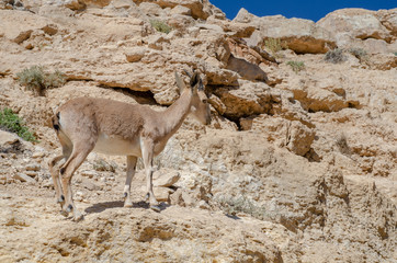 Dorcas gazelle or Ariel gazelle at desert mountains. Israel