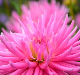 Dahlie - Herbstblume in Pink - Rosa