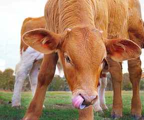 Young Calf  with tongue in nose
