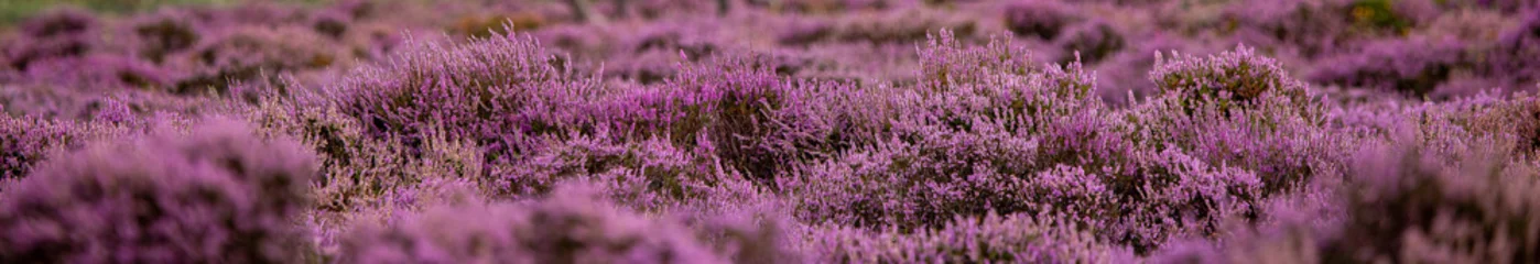 Foto op Canvas The Purple Heather on Dunwich Heath Suffolk UK © Matthew