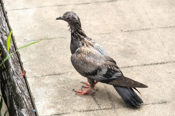 group of pigeons on a pier.