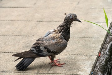 illness pigeon on a pier.