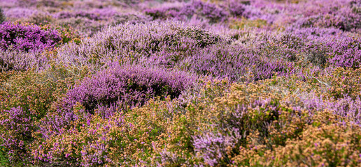 The Purple Heather on Dunwich Heath Suffolk UK