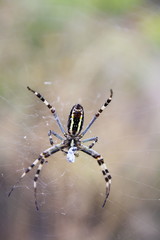 Yellow-black spider (Argiope bruennichi) hunting with prey closeup