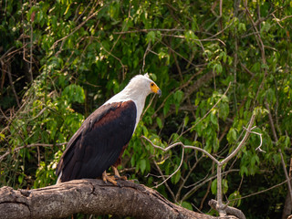 African Fish Eagle along the Kazinga Channel in Queen Elizabeth Park, Uganda