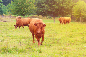 Herd of brown cows on a summer green meadow (Black Forest, Germany)