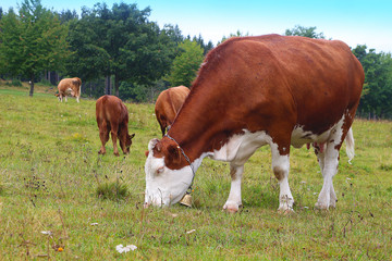 Fototapeta na wymiar Brown and white dappled cow with calf behind grazing on a meadow (Black Forest, Germany)