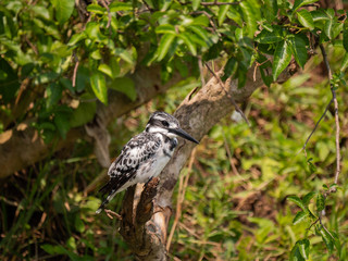 Pied Kingfisher on the banks of the Kazinga Channel, Queen Elizabeth National Park, Uganda