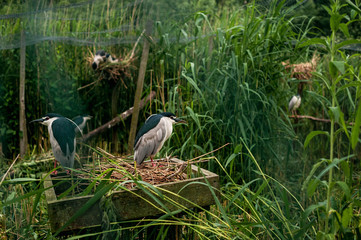 Night heron in the nest. Feathered inhabitants of the bird Park in Germany