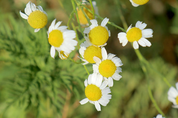 chamomile flowers filling the frame