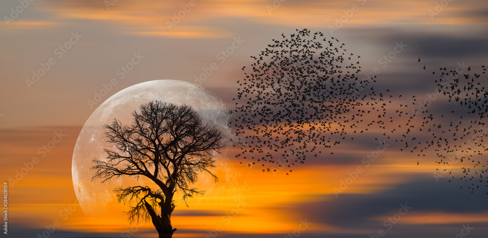Poster silhouette of birds with lone tree in the background big full moon at amazing sunset 