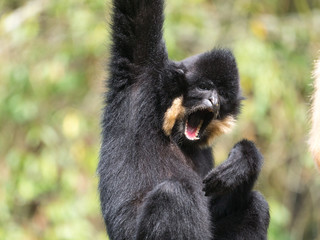 Obraz premium Gibbon